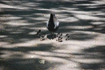 2007_05_30_HAWAII (83) (Large).JPG